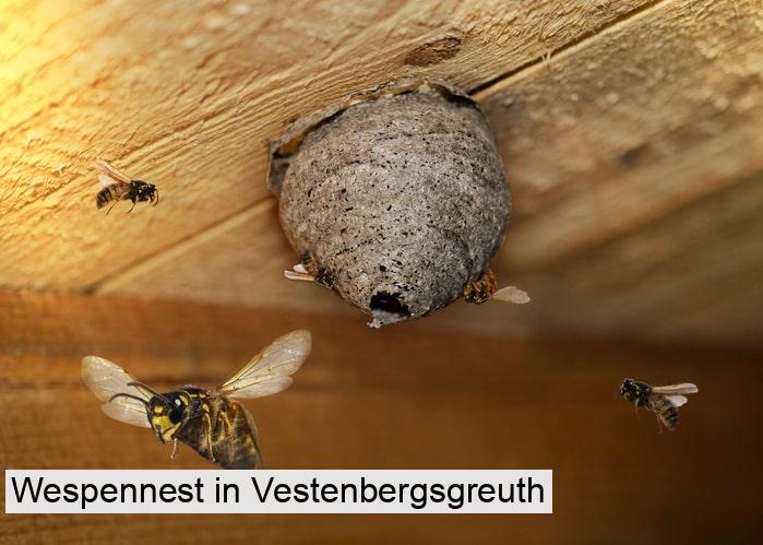 Wespennest in Vestenbergsgreuth